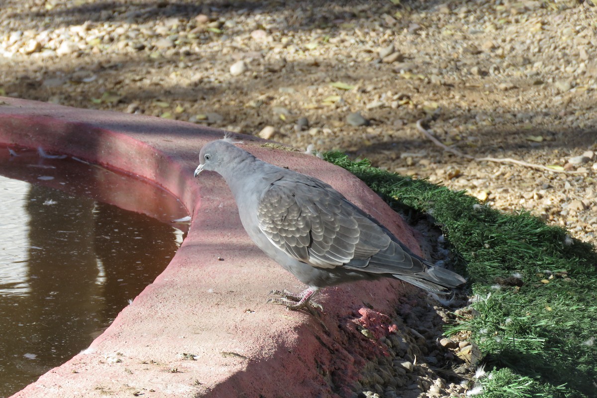 Spot-winged Pigeon - ML620058535