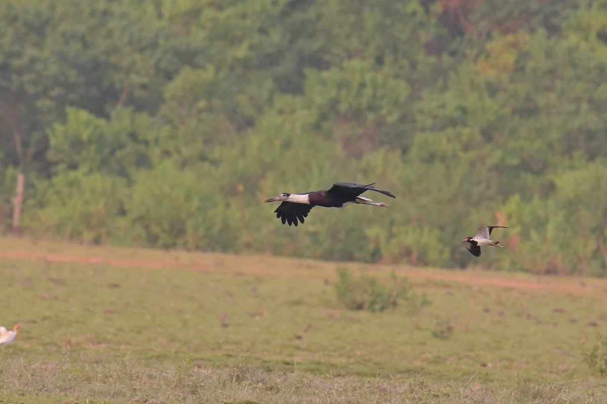 Asian Woolly-necked Stork - ML620058539