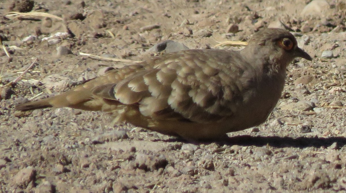 Bare-faced Ground Dove - ML620058542