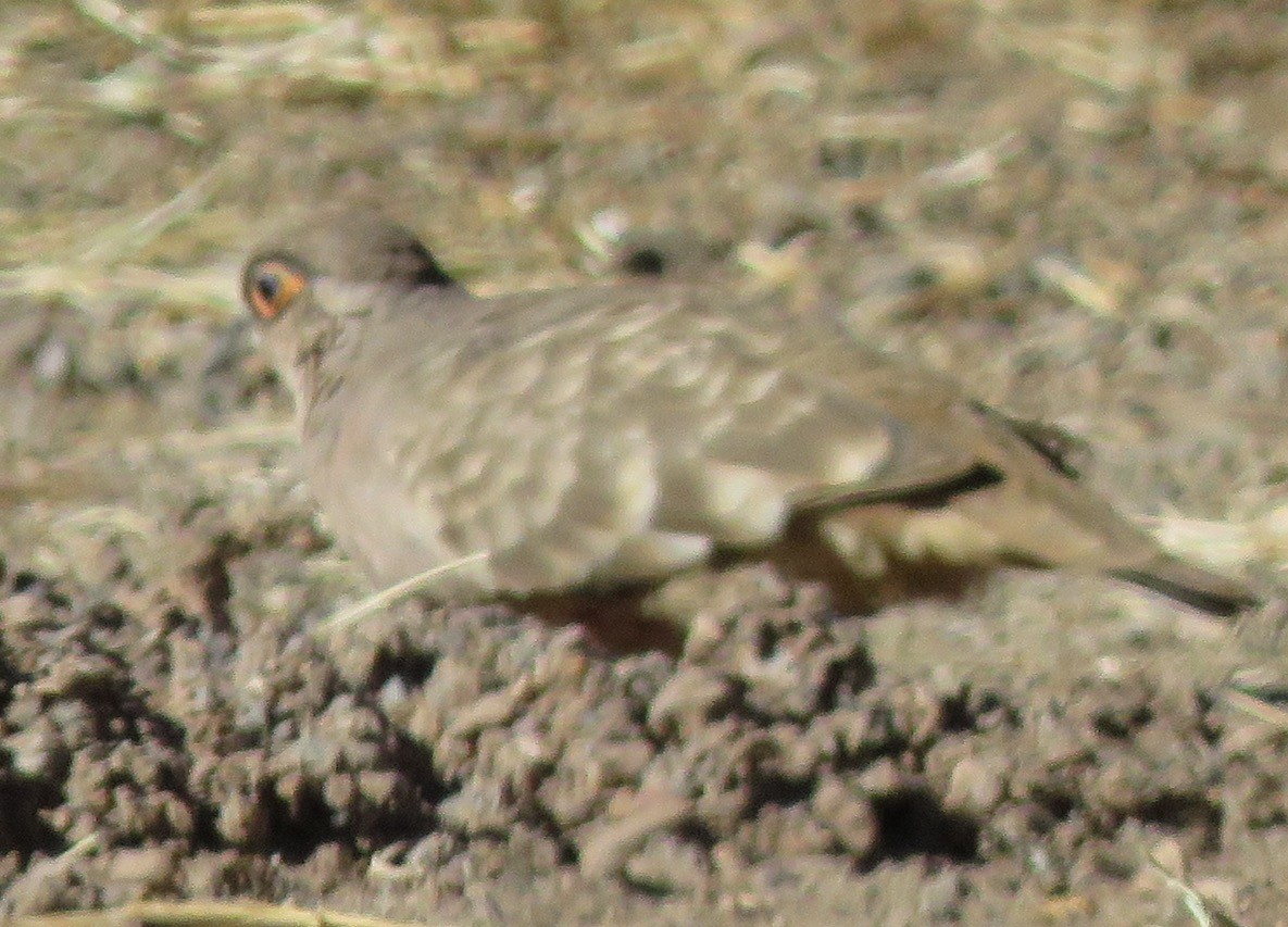 Bare-faced Ground Dove - ML620058543