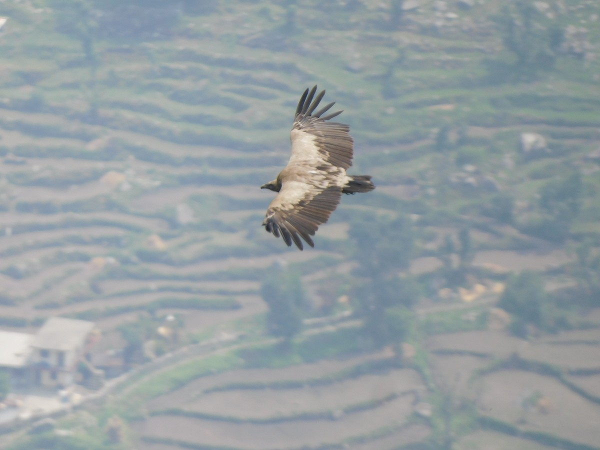 Vautour de l'Himalaya - ML620058544