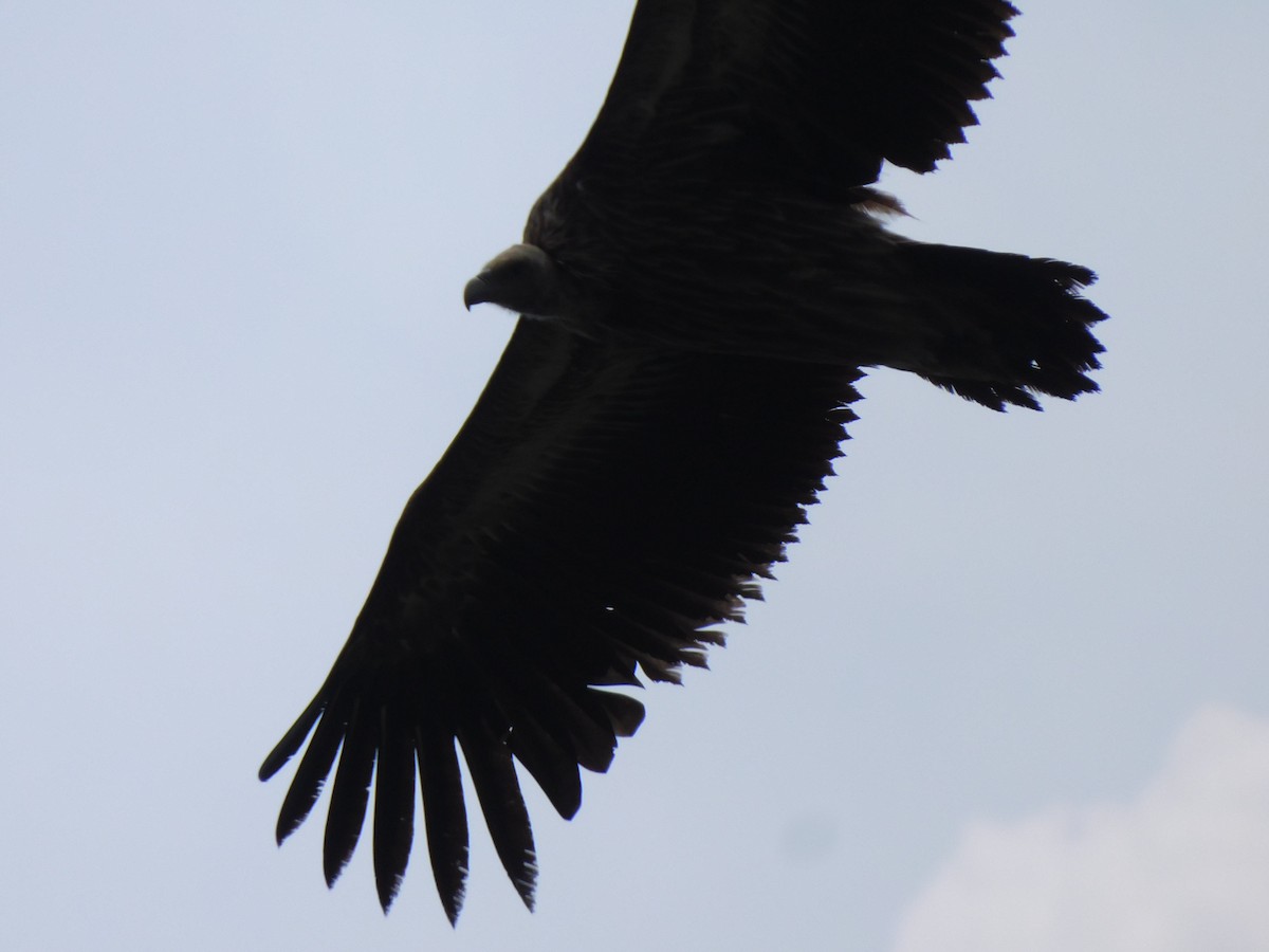 Himalayan Griffon - ML620058545