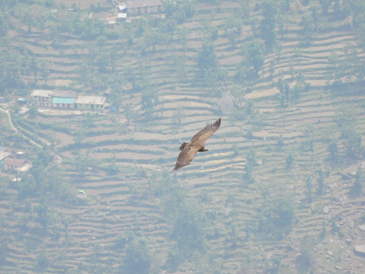 Himalayan Griffon - jagdish negi