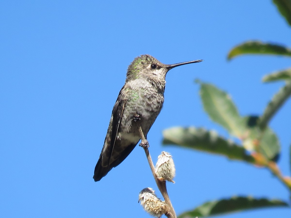 Anna's Hummingbird - ML620058549