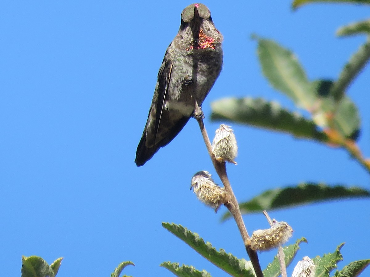 Anna's Hummingbird - ML620058550