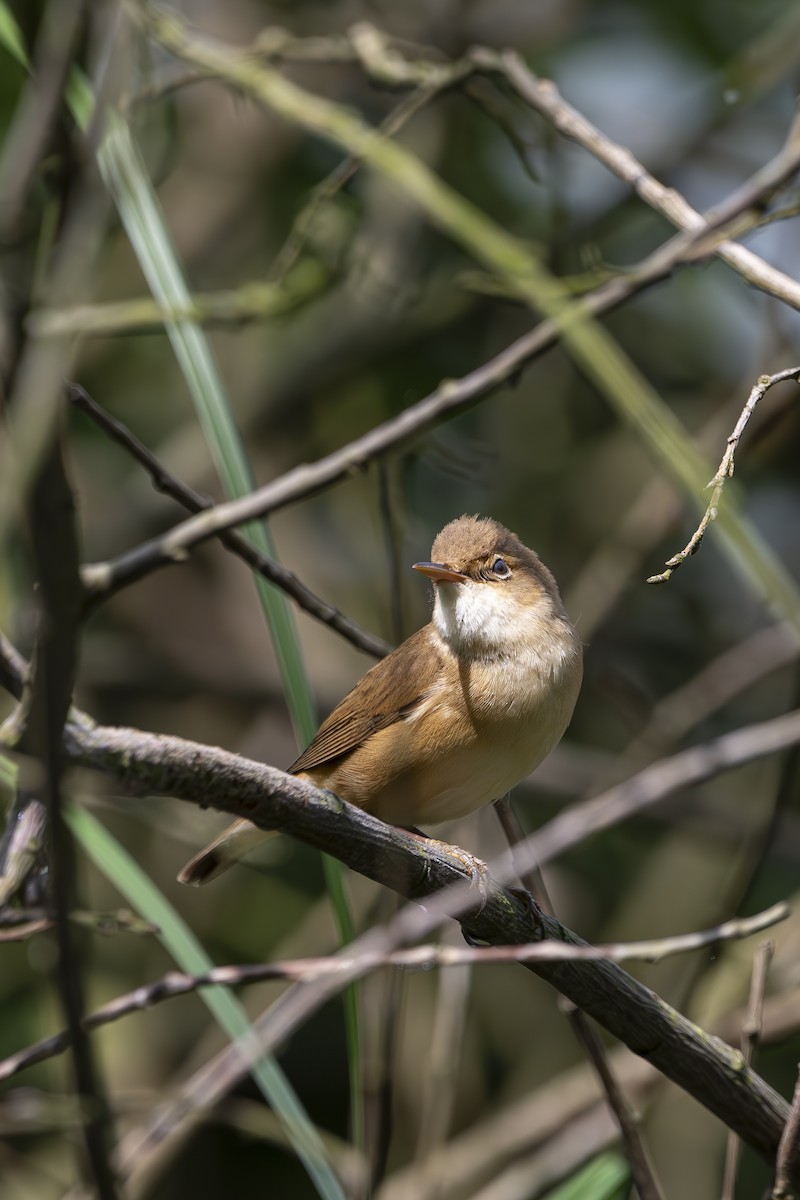 Common Reed Warbler - ML620058562