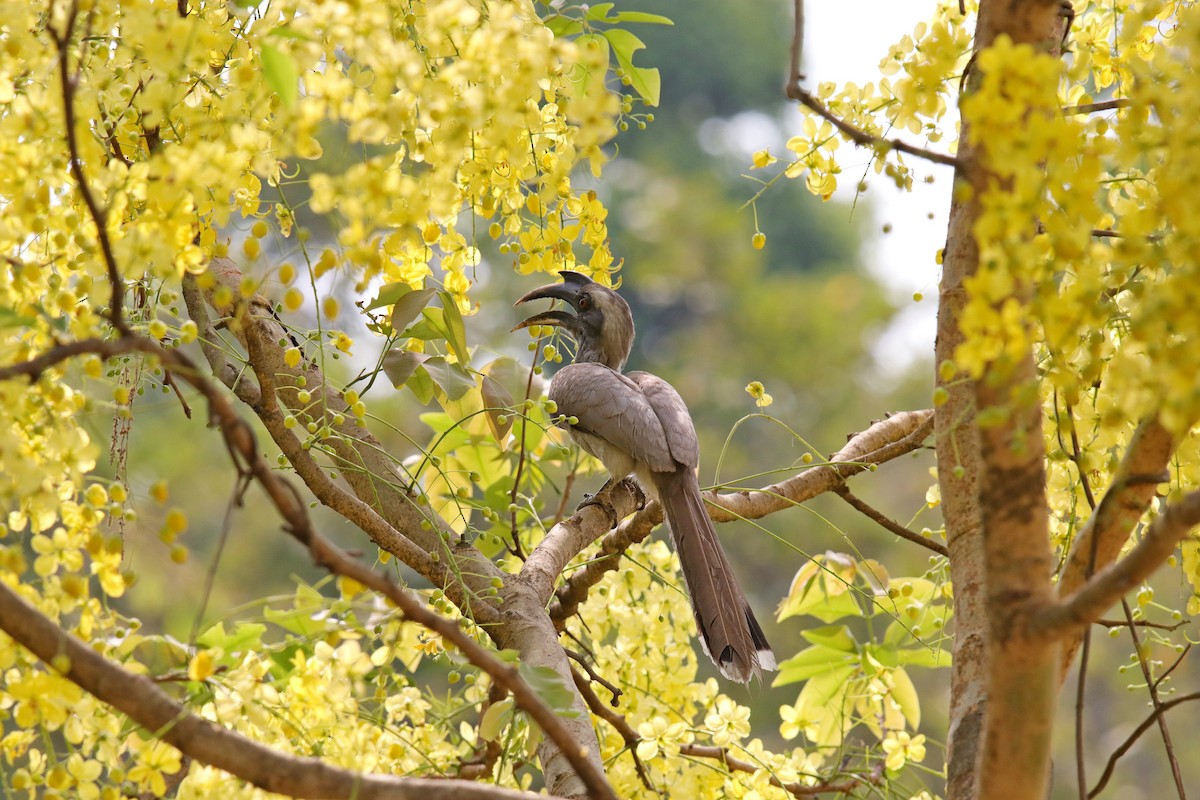 Indian Gray Hornbill - ML620058573