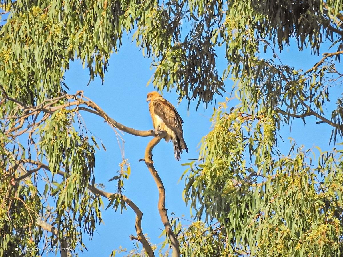 Whistling Kite - Stephen Goldsworthy