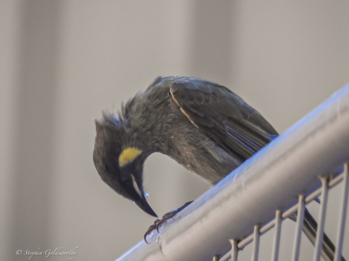 Lewin's Honeyeater - ML620058583