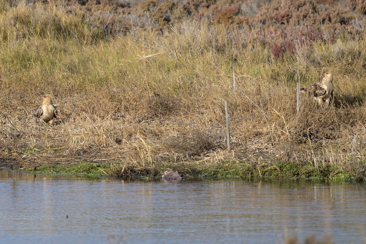 Whistling Kite - ML620058585