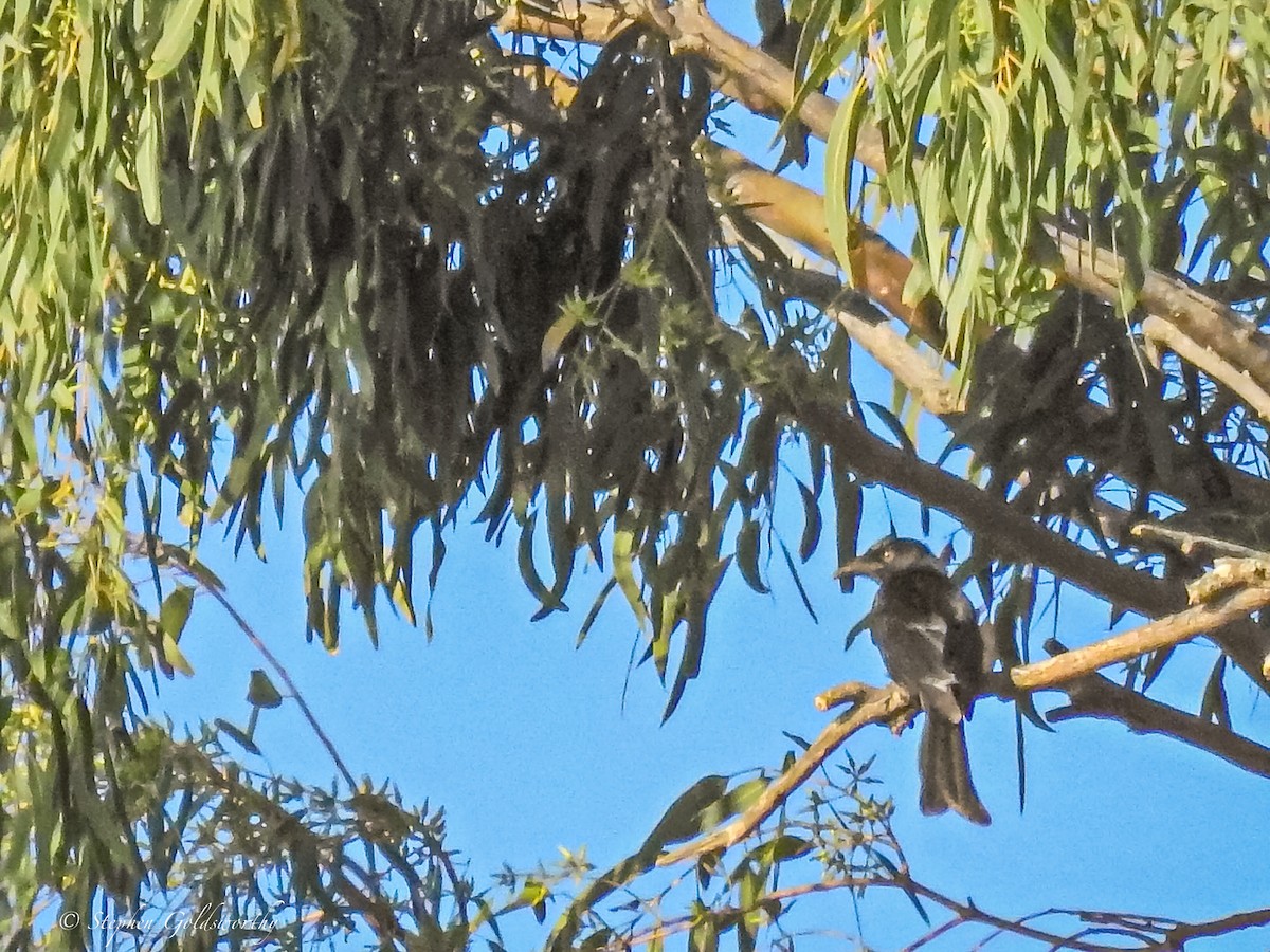 Drongo Escamoso - ML620058587