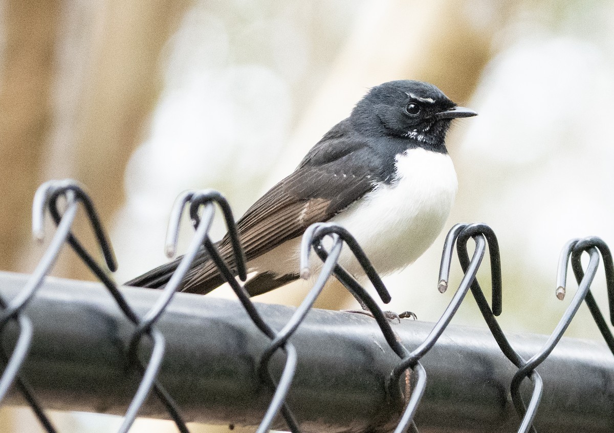 Willie-wagtail - ML620058607