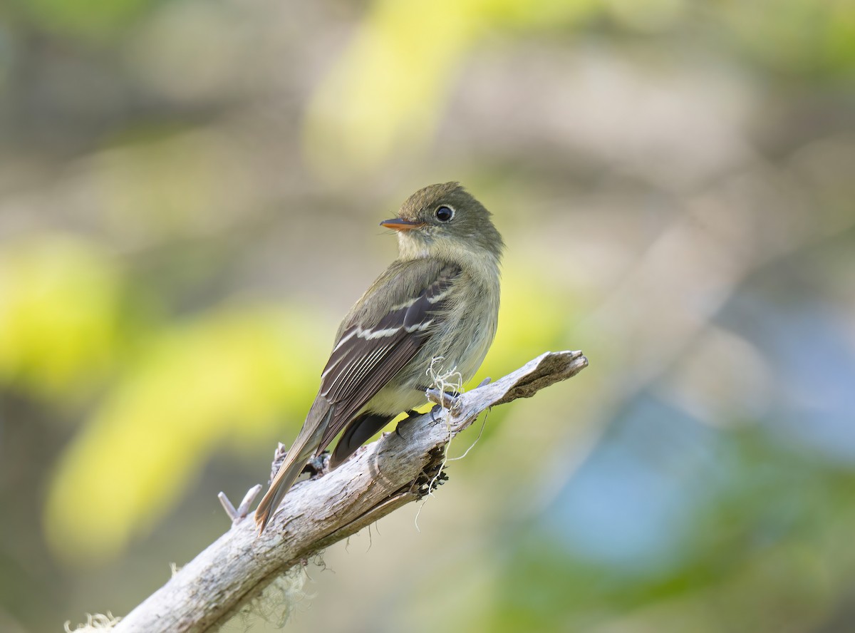 Yellow-bellied Flycatcher - ML620058611