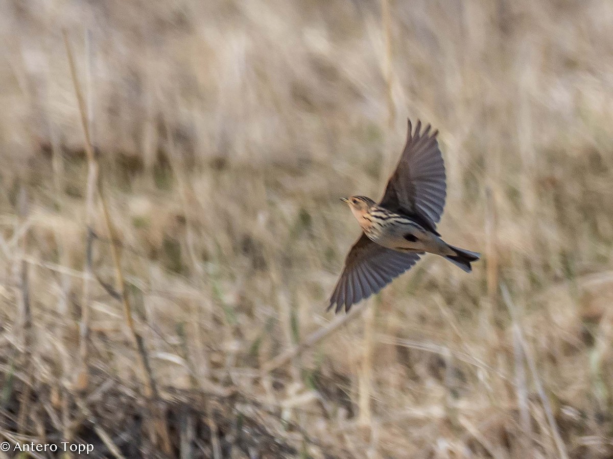 Red-throated Pipit - ML620058613
