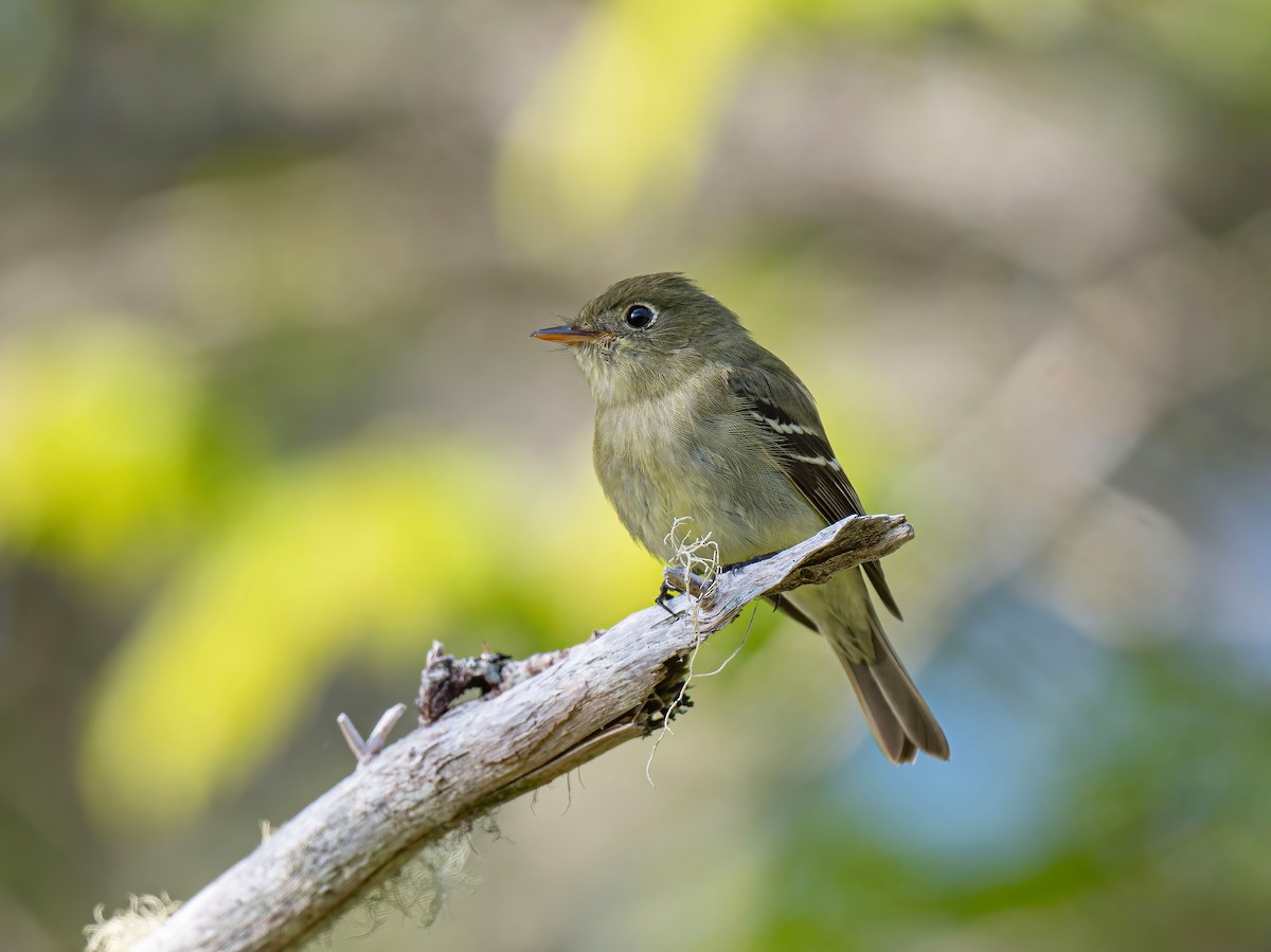 Yellow-bellied Flycatcher - Ronnie d'Entremont