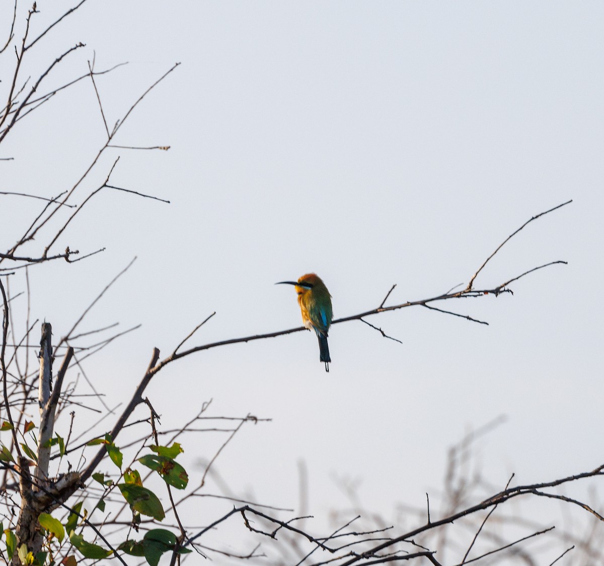 Rainbow Bee-eater - ML620058618