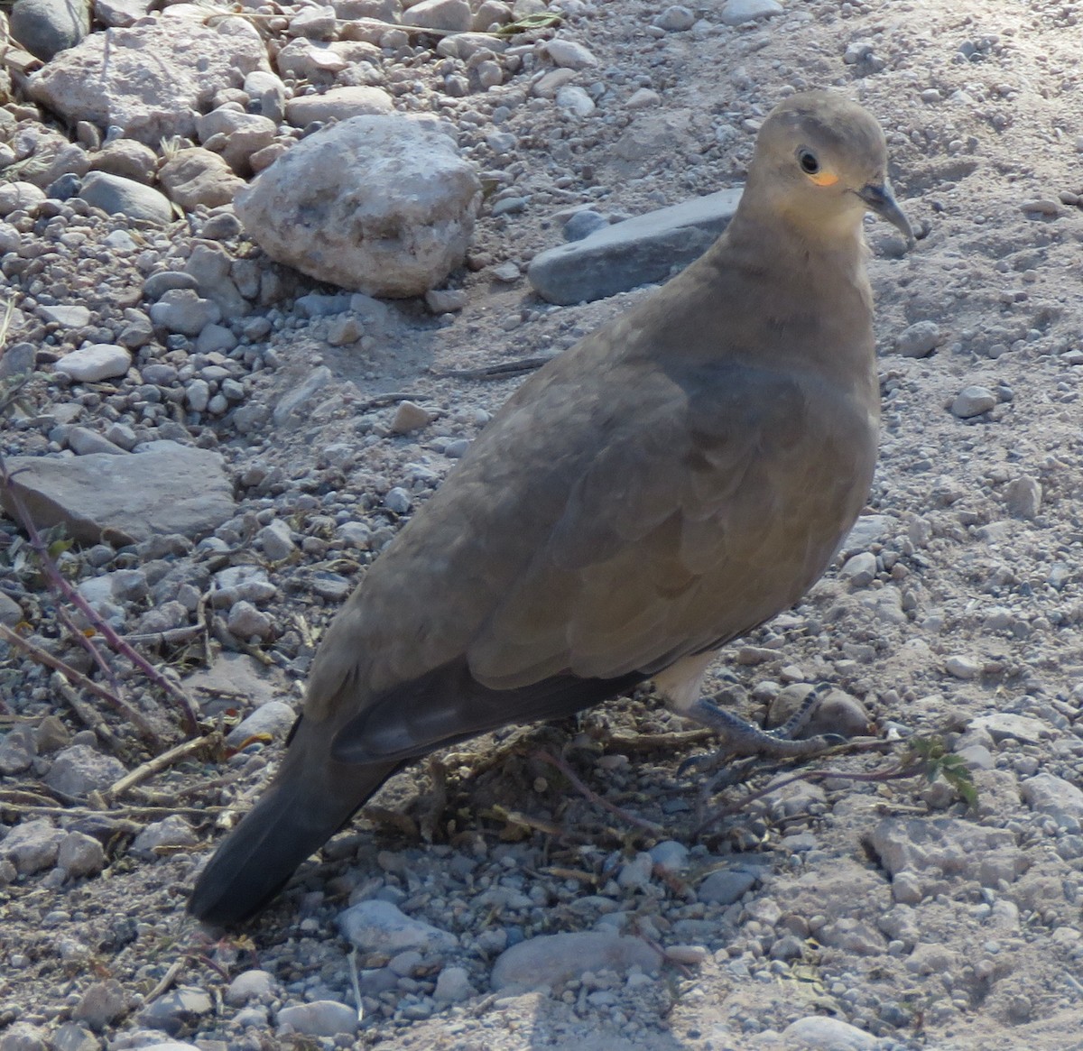Black-winged Ground Dove - ML620058623