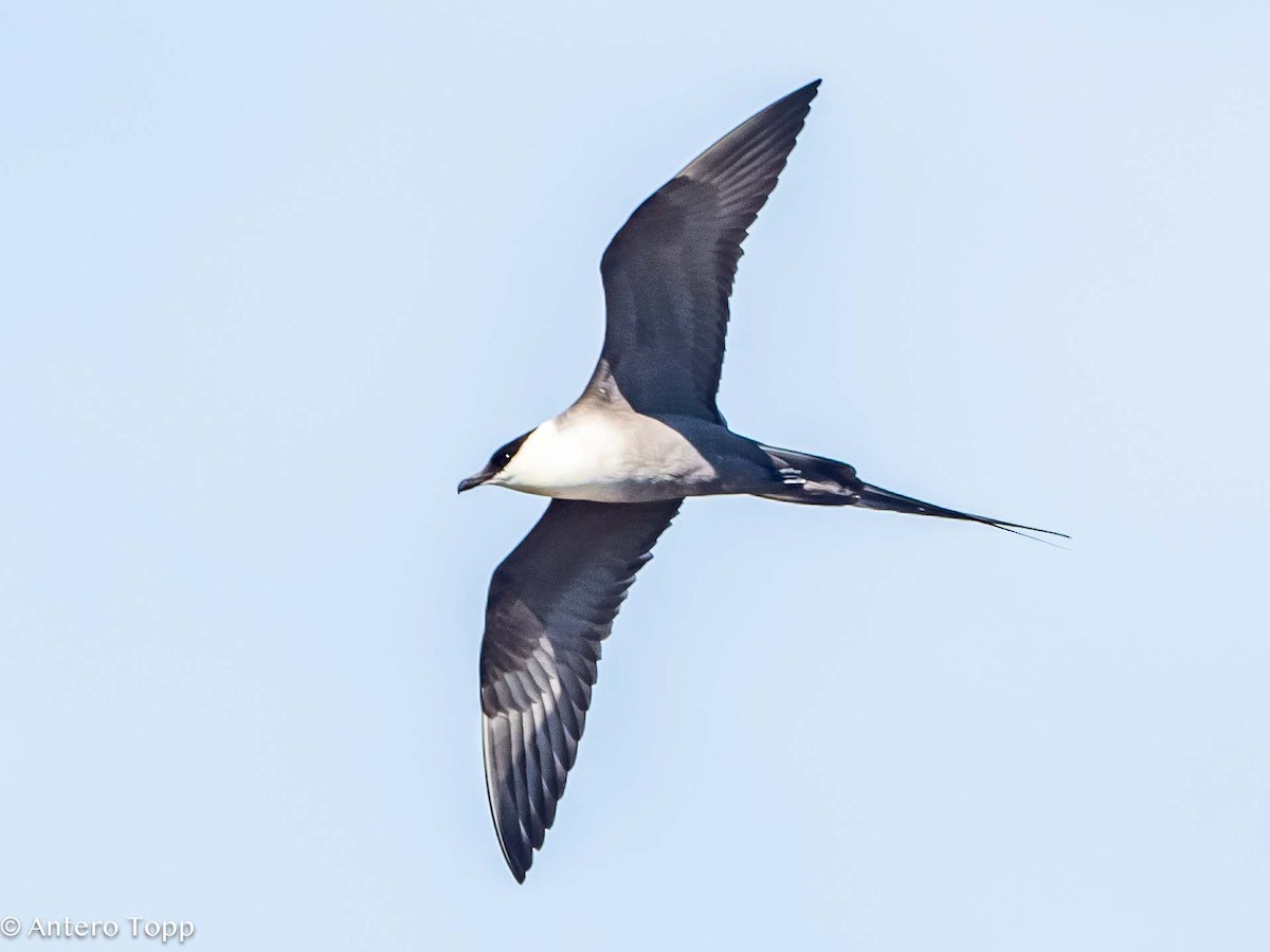 Long-tailed Jaeger - ML620058641