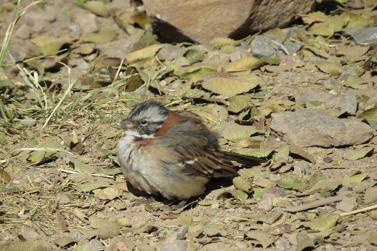 Rufous-collared Sparrow - ML620058654