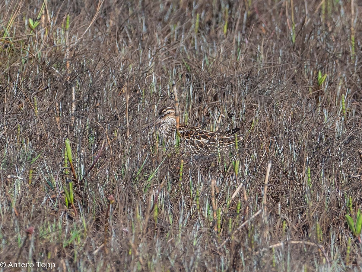 Broad-billed Sandpiper - ML620058677