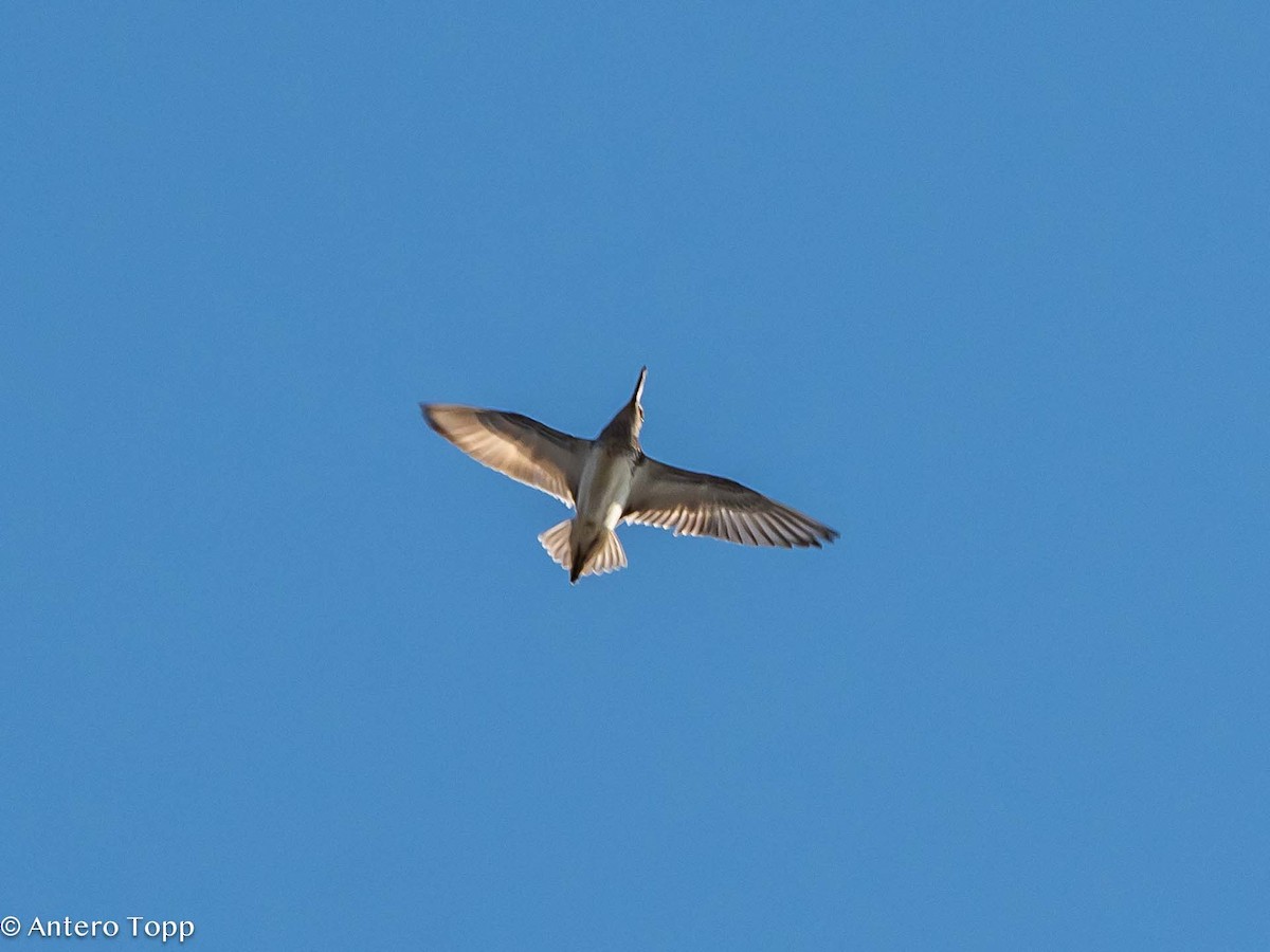 Broad-billed Sandpiper - ML620058679