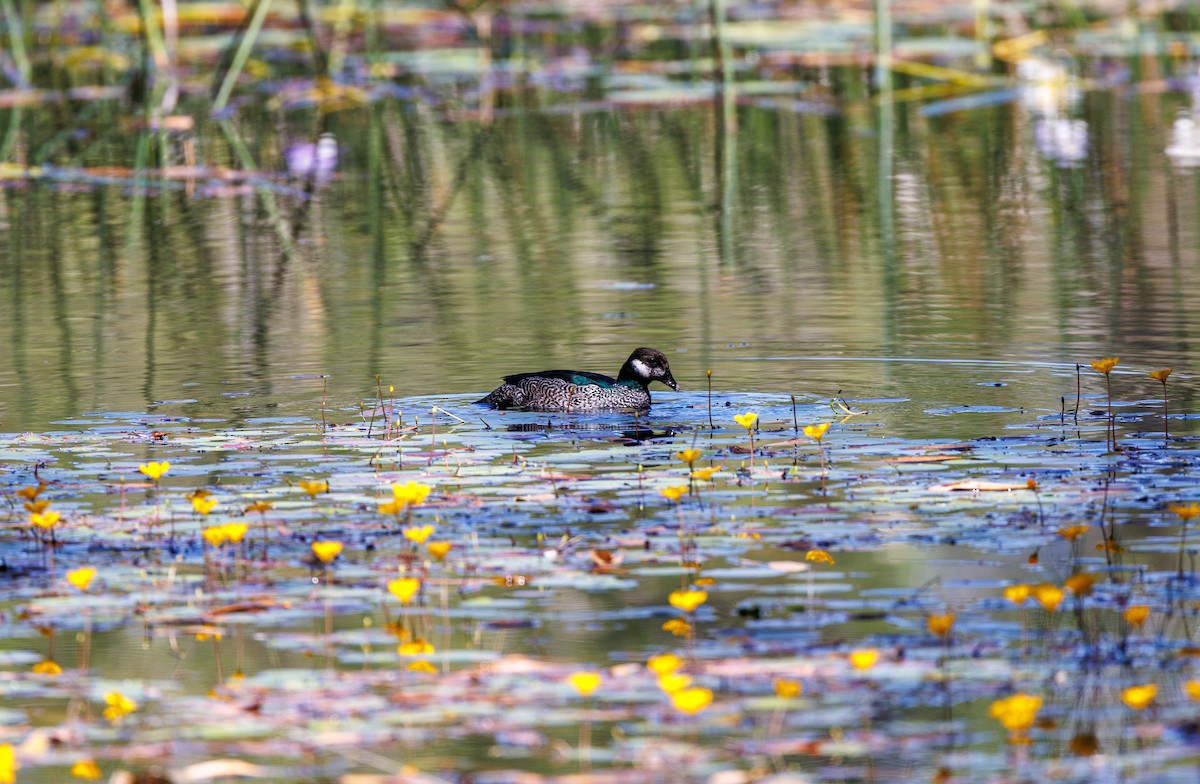 Green Pygmy-Goose - ML620058681