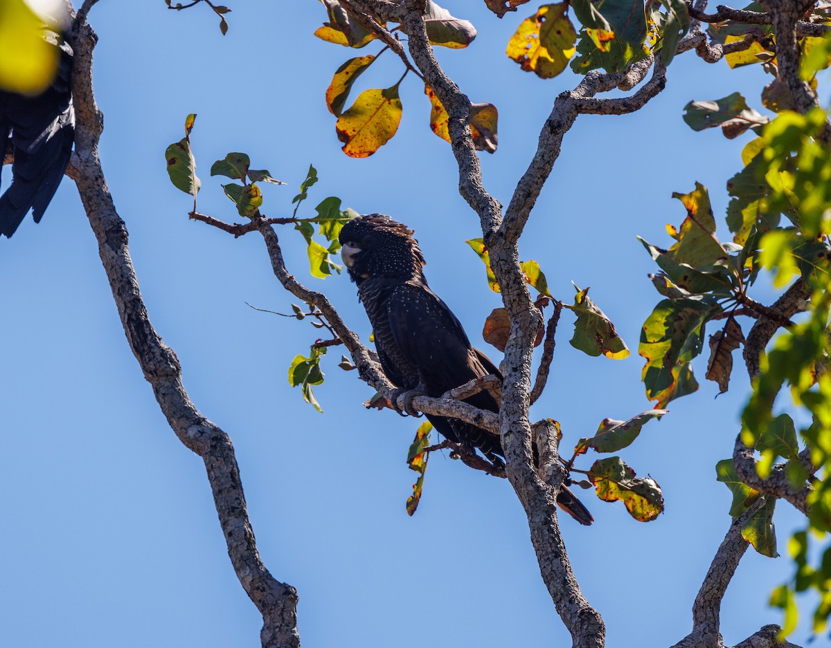 Red-tailed Black-Cockatoo - ML620058688