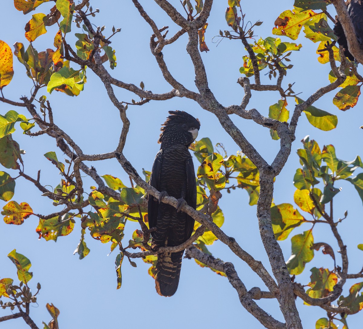 Red-tailed Black-Cockatoo - ML620058689