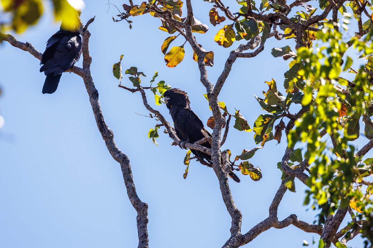 Red-tailed Black-Cockatoo - ML620058690