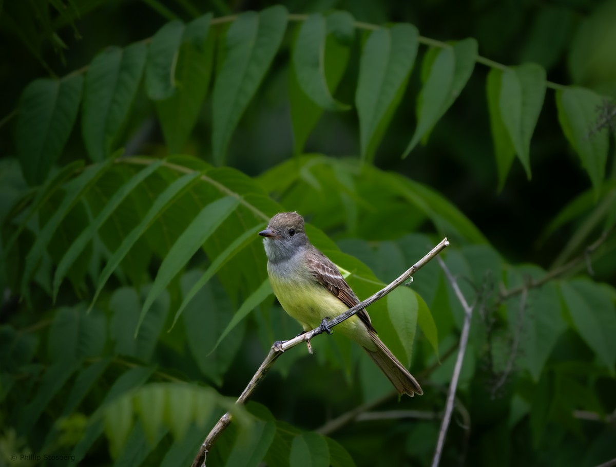 Great Crested Flycatcher - ML620058699