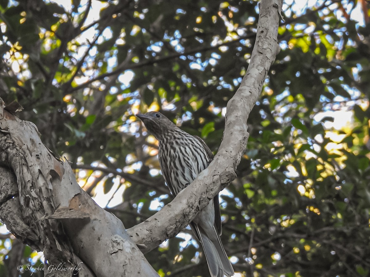 Australasian Figbird - ML620058741