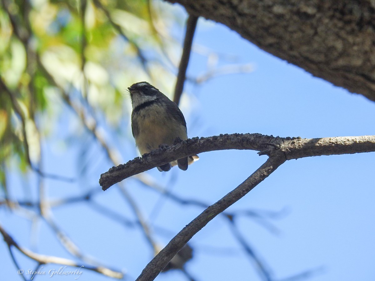 Gray Fantail - ML620058745