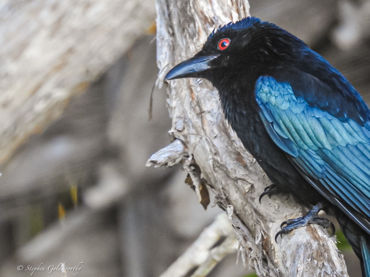 Spangled Drongo - ML620058751