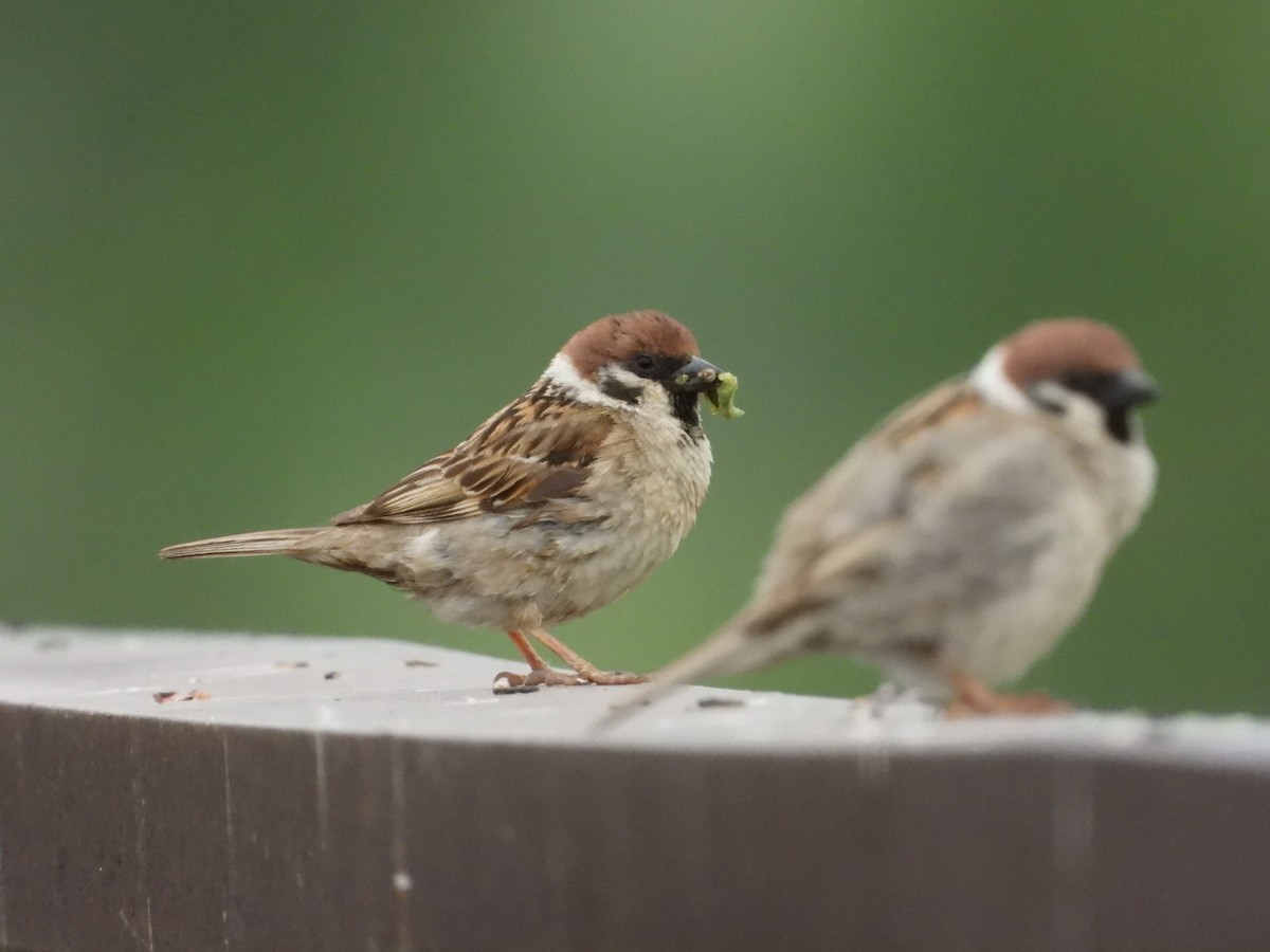 Eurasian Tree Sparrow - ML620058757