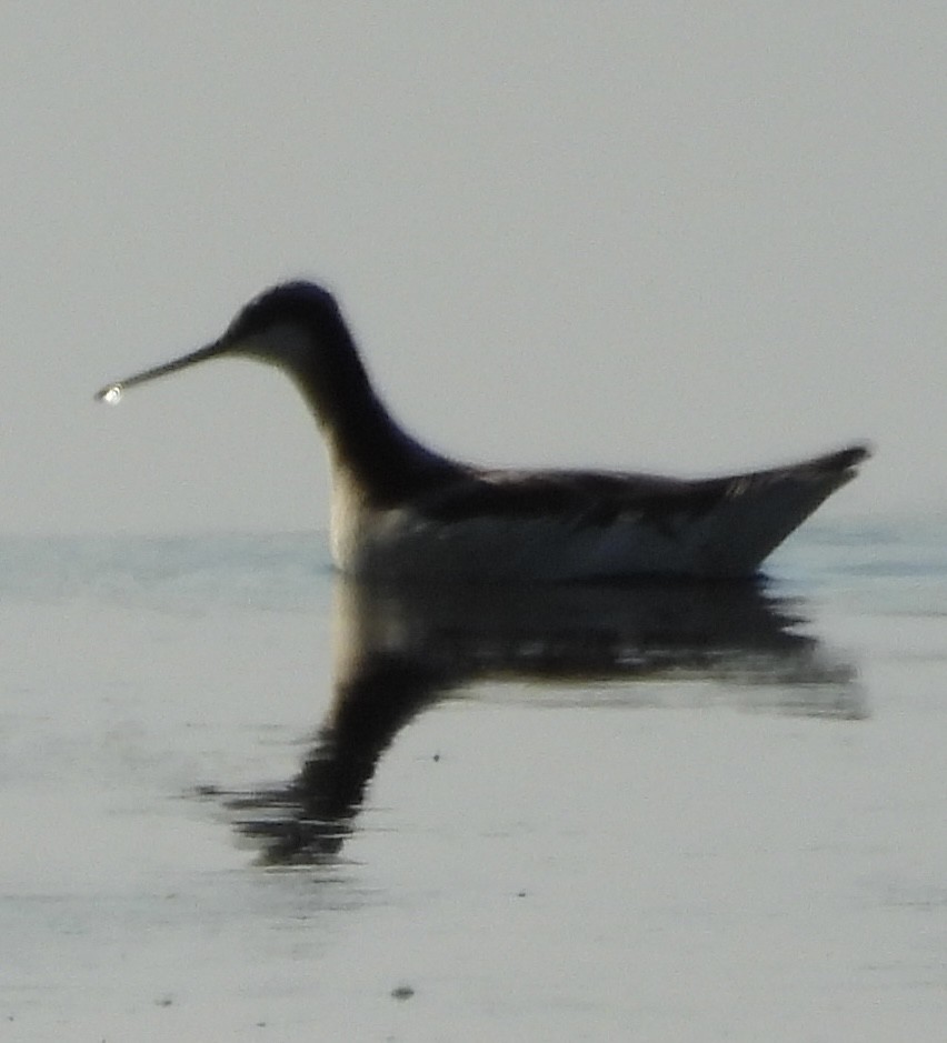 Wilson's Phalarope - Stacey Huth