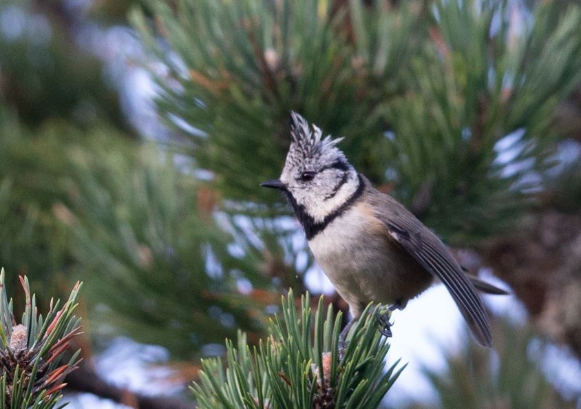 Crested Tit - ML620058806