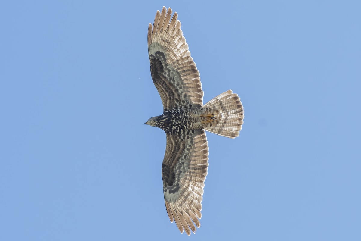 European Honey-buzzard - ML620058810