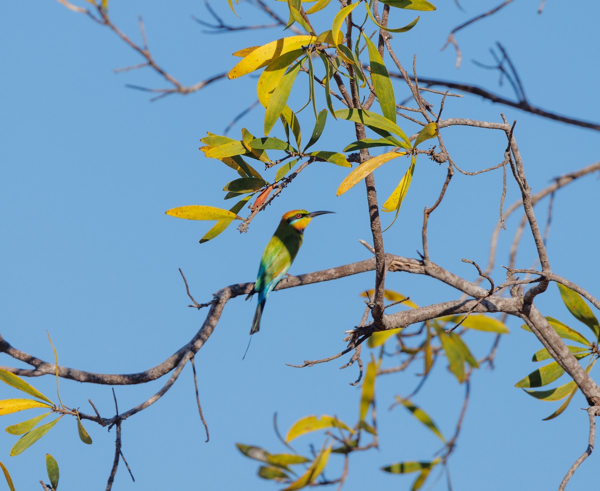 Rainbow Bee-eater - ML620058816