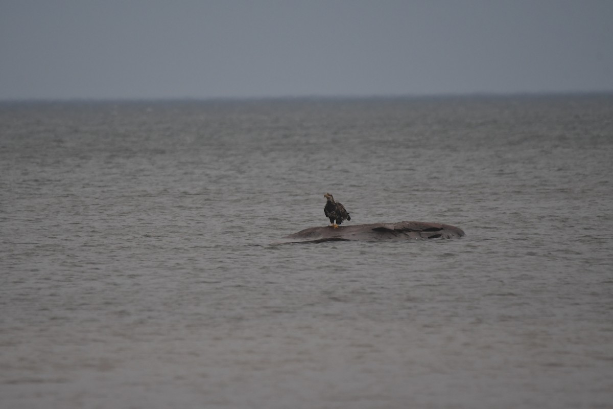 Bald Eagle - ML620058864