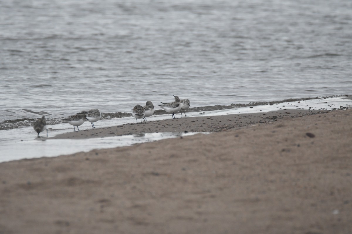 Bécasseau sanderling - ML620058866