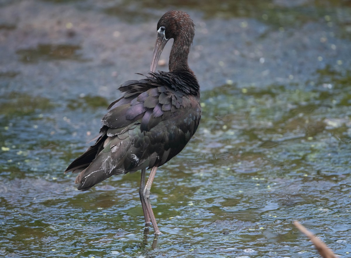 ibis hnědý - ML620058884