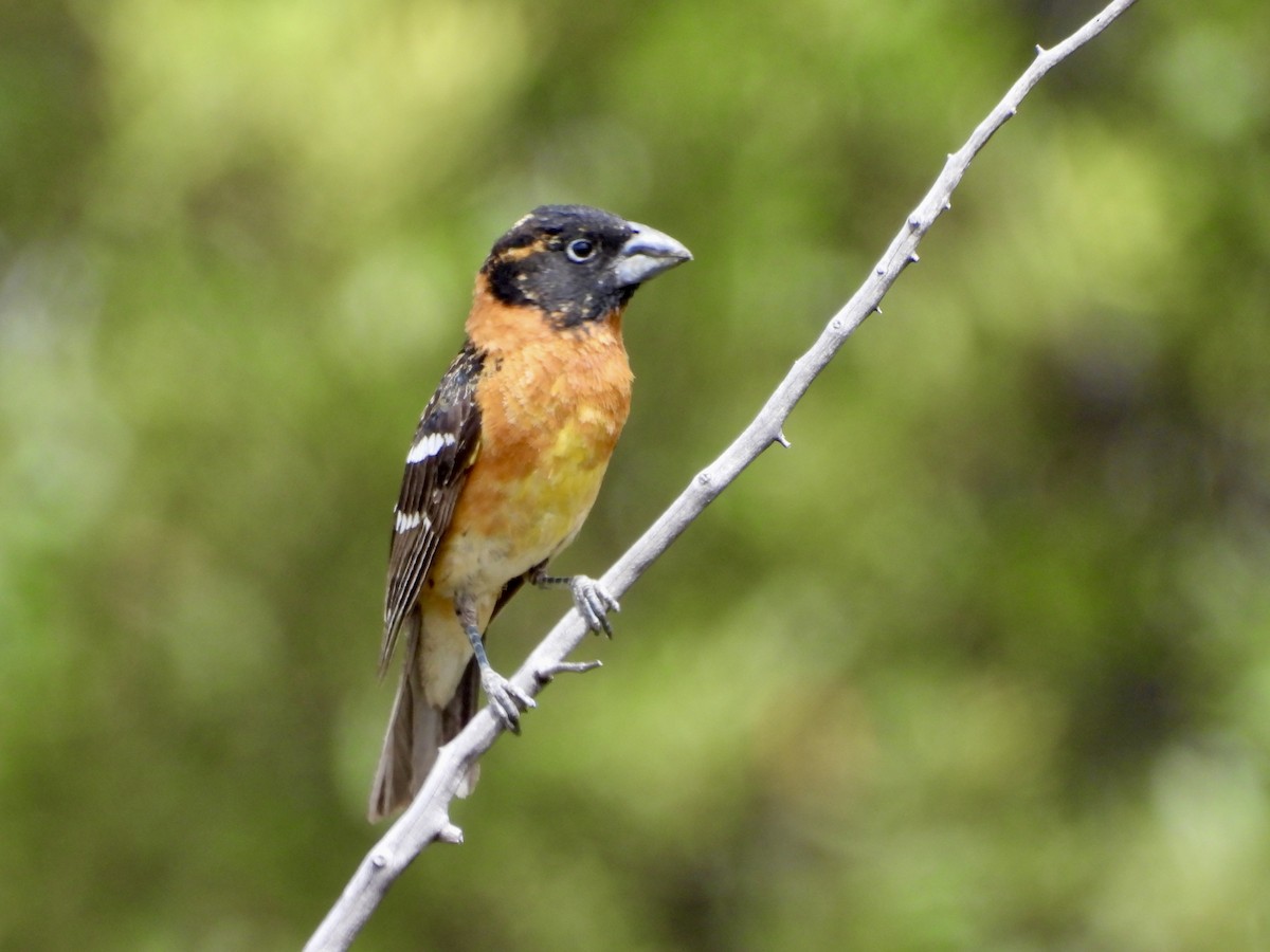 Black-headed Grosbeak - ML620058888