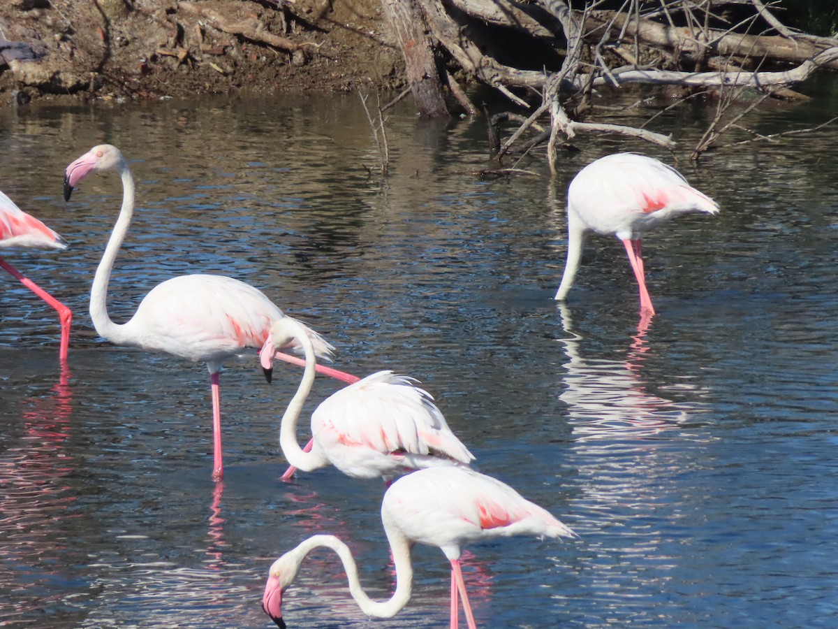 Greater Flamingo - ML620058920