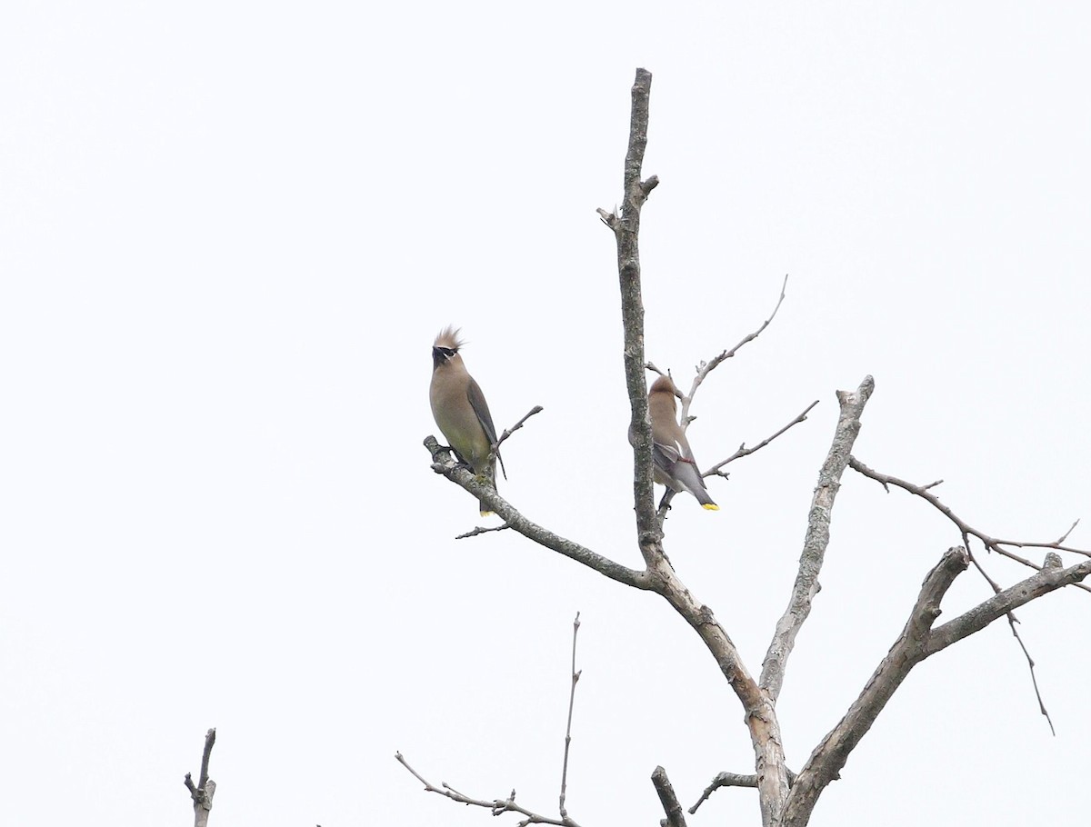 Cedar Waxwing - ML620058932