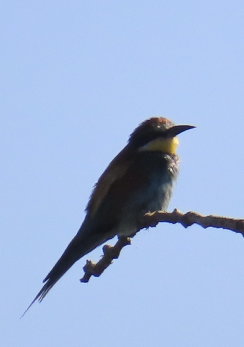 European Bee-eater - ML620058940