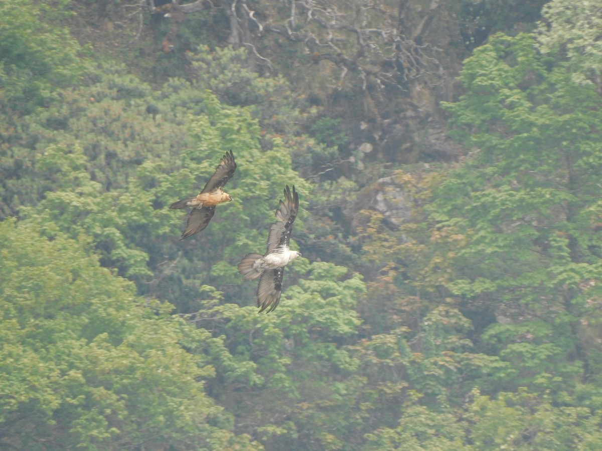 Bearded Vulture - ML620058941