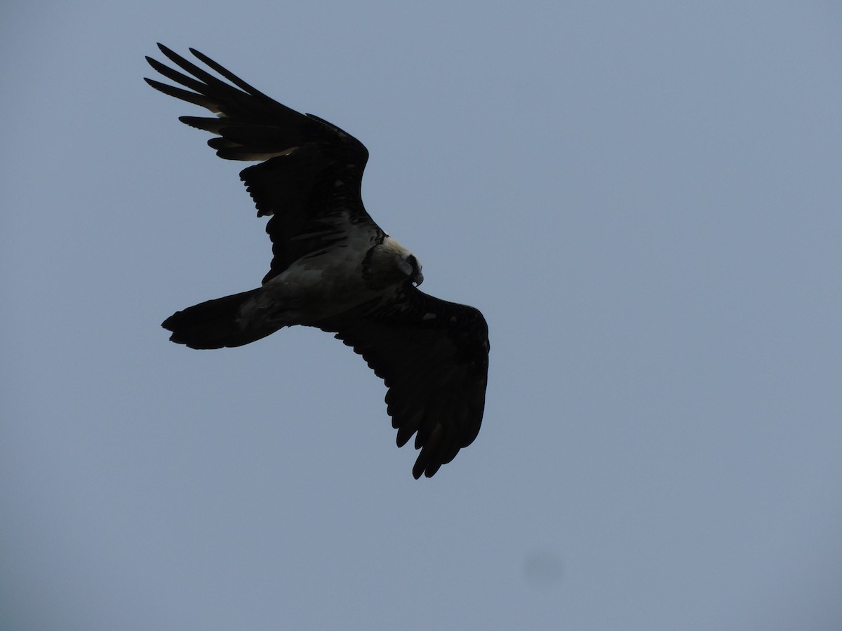 Bearded Vulture - jagdish negi