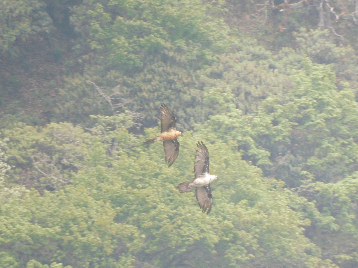 Bearded Vulture - ML620058944