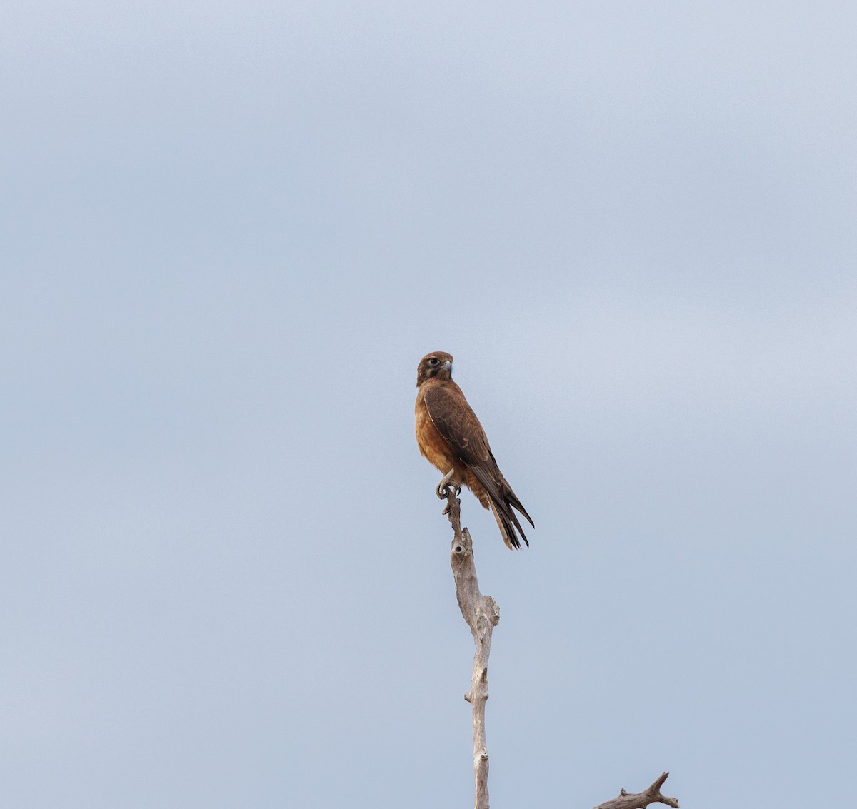 Brown Falcon - ML620058946