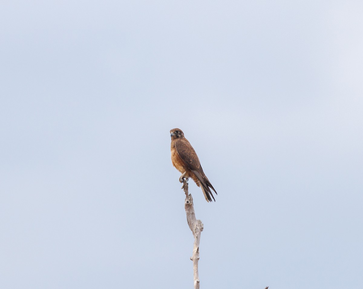 Brown Falcon - ML620058947